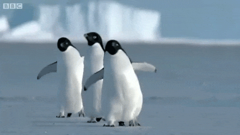 пингвины смешно бегут
