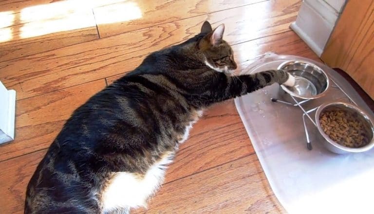Кот лениво тянется к мискам с едой