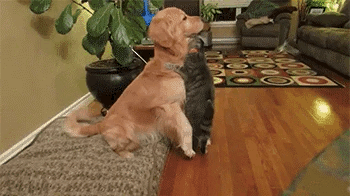 кот обнимает собаку, а она его гладит