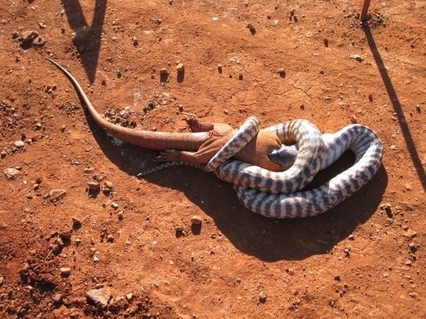 змея ест рептилию