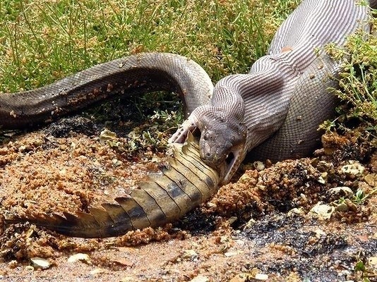 змея проглатывает крокодила