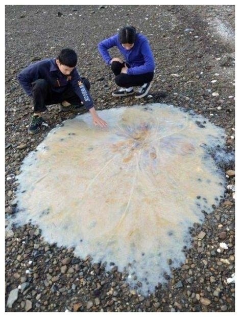 медуза на берегу
