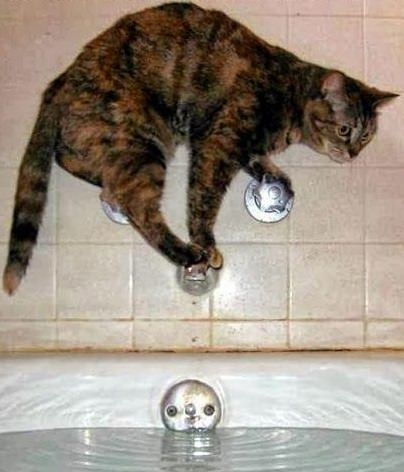 кошка над ванной с водой