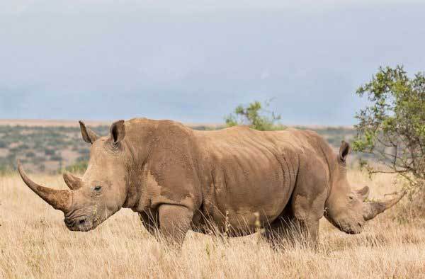 два носорога