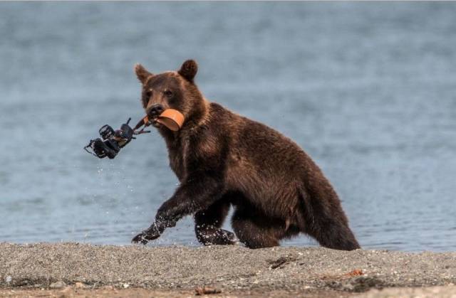 медведь с фотоаппаратом во рту