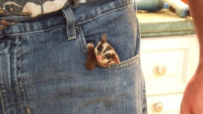 Мелкое животное в кармане джинсов