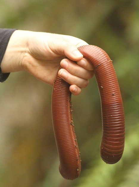 гигантский червь в руке