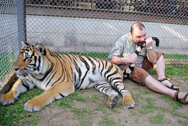 мужчина кусает тигра за хвост