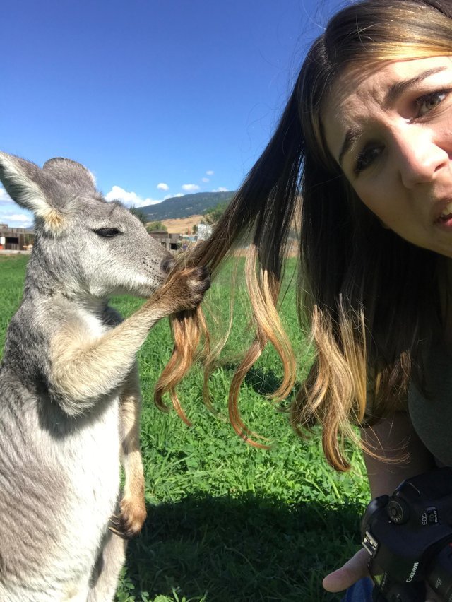 кенгуру держит девушку за волосы