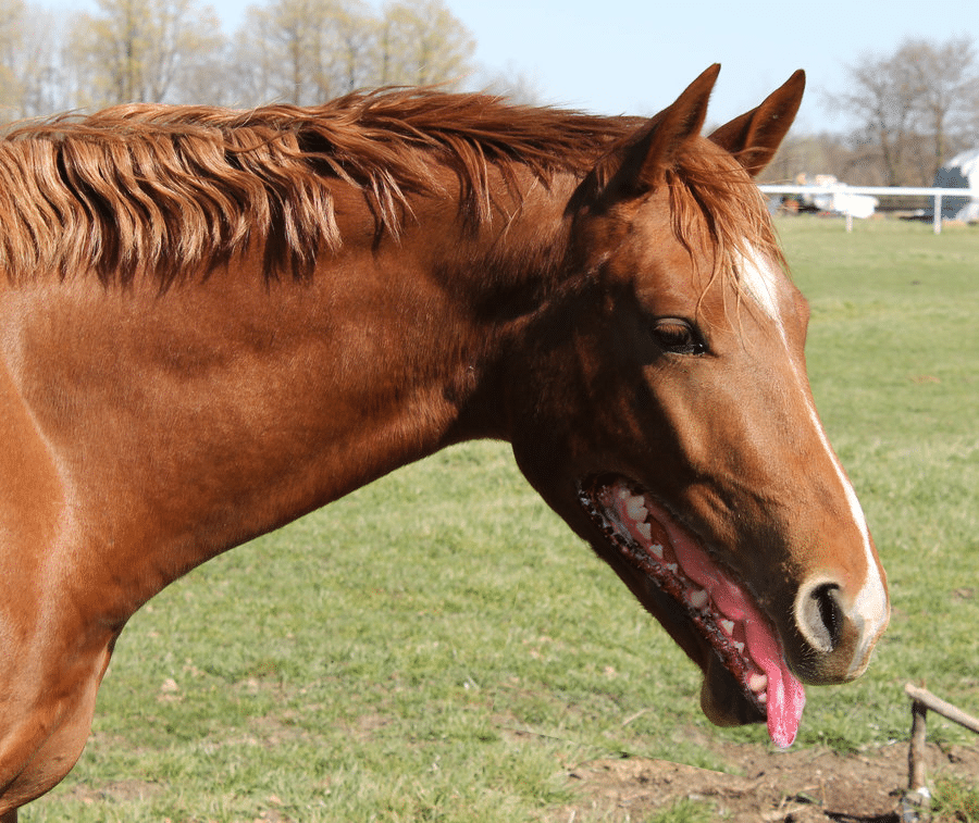 Как называются у коня волосы