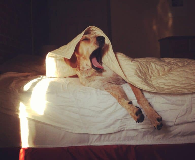 Зевающий пес под одеялом