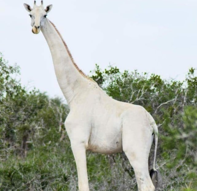 жираф-альбинос
