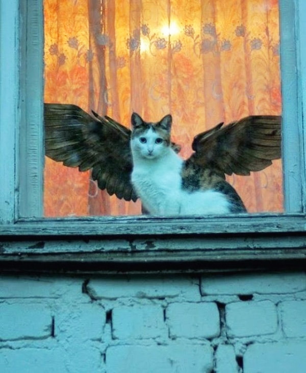 кот с крыльями