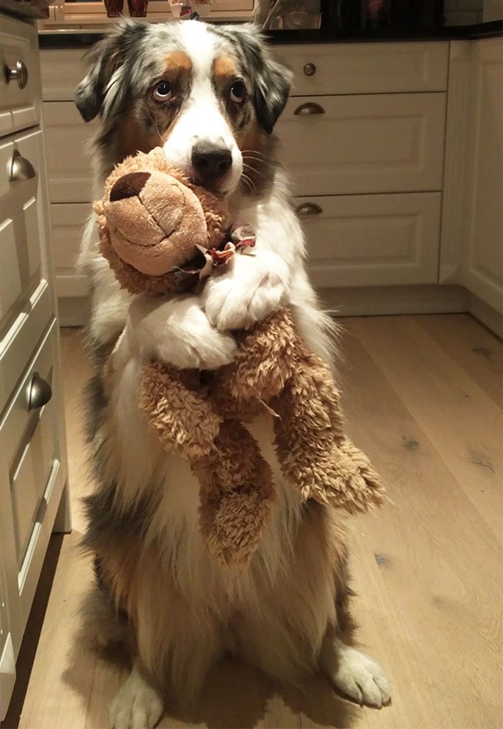 собака обнимает игрушечную собаку