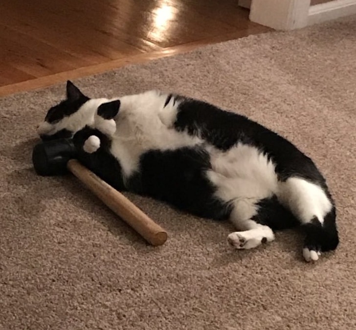 черно-белая кошка с молотком