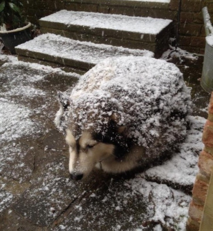 собака под снегом