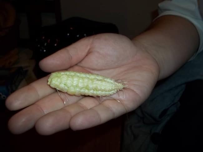 маленькая кукуруза