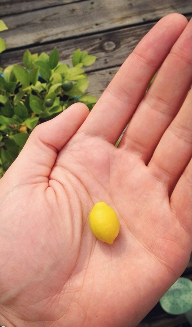 маленький лимон