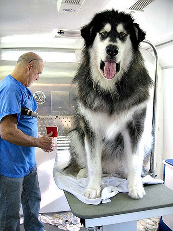 мужчина и огромная собака