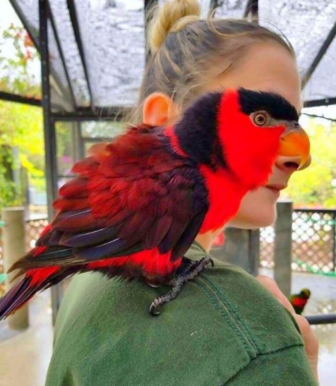 попугай на плече у девушки