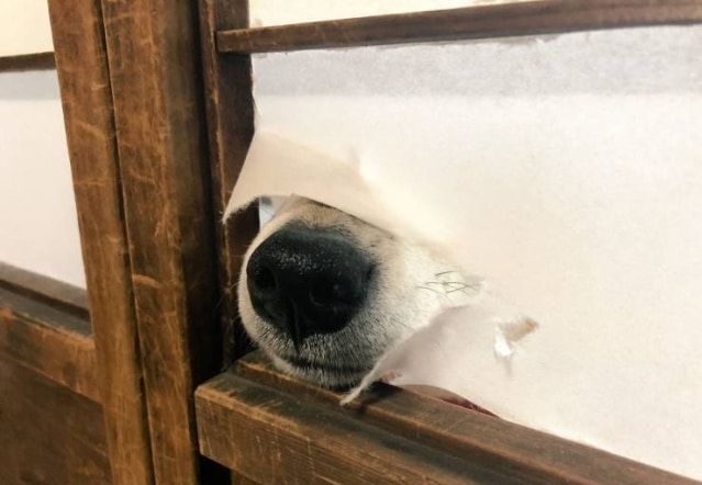 морда собаки в двери