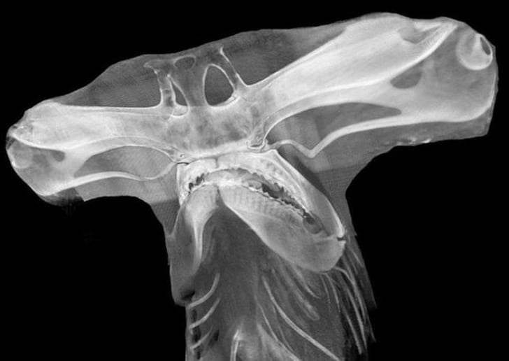рентген акулы-молот