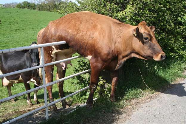 корова перелазит через забор