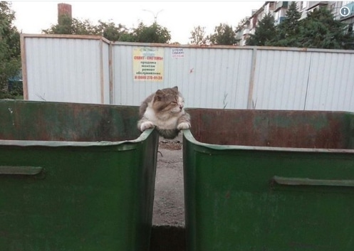 кот сидит между мусорными баками