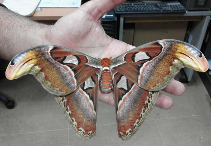 большая бабочка на ладони