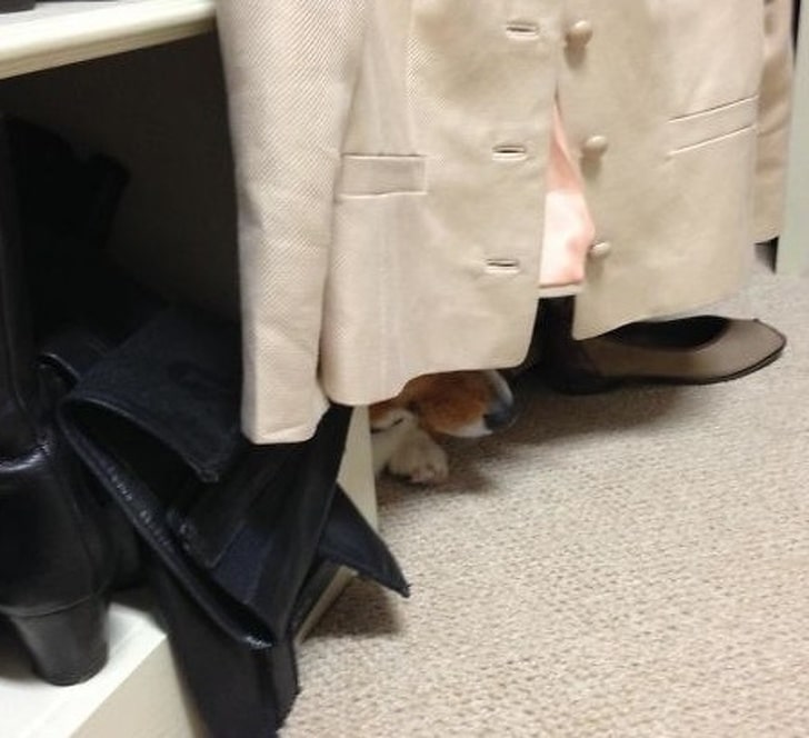 собака прячется в шкафу