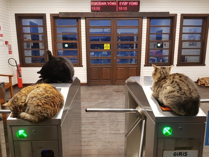 коты сидят на турникете в метро