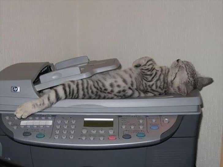 полосатый кот спит на ксероксе