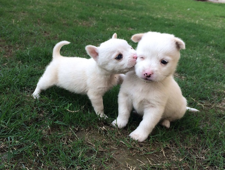 белые щенки