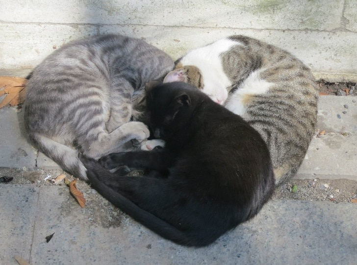 коты лежат сердечком