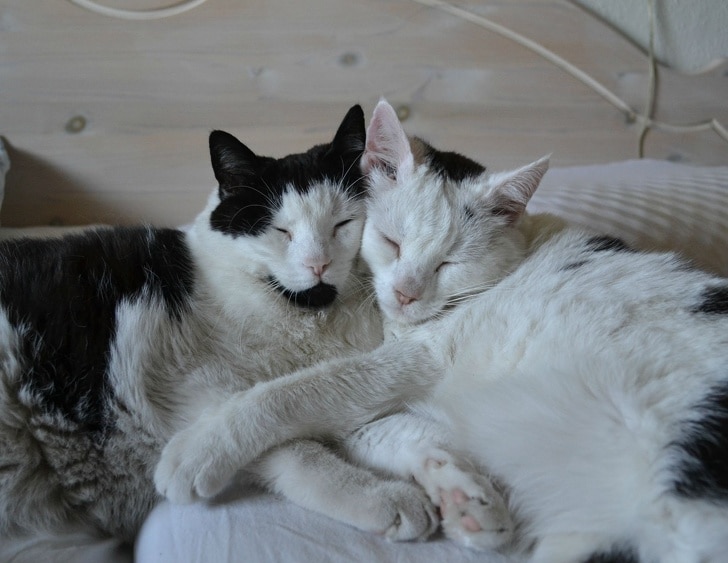 черно-белые коты спят в обнимку