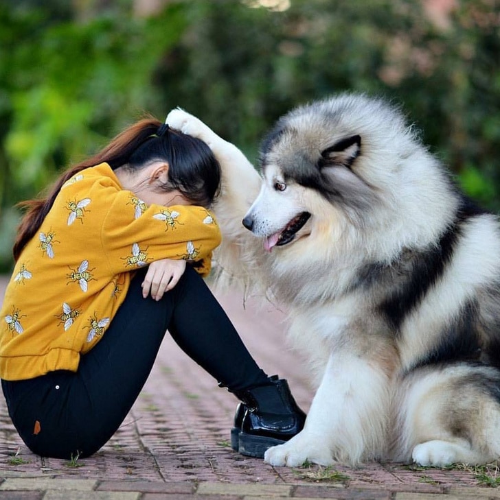 собака утешает девочку