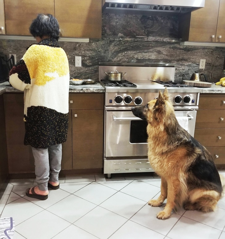 женщина и овчарка в кухне