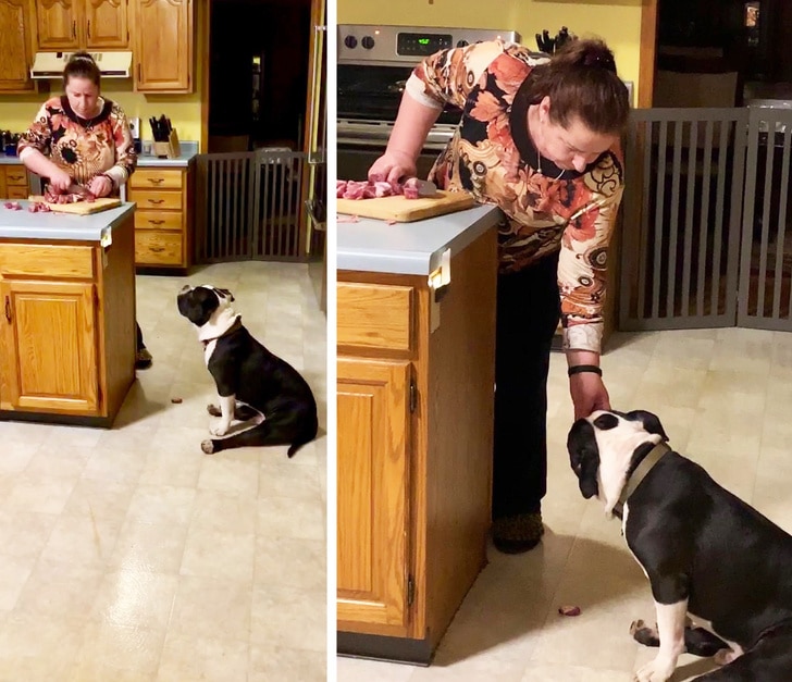 женщина в кухне кормит собаку