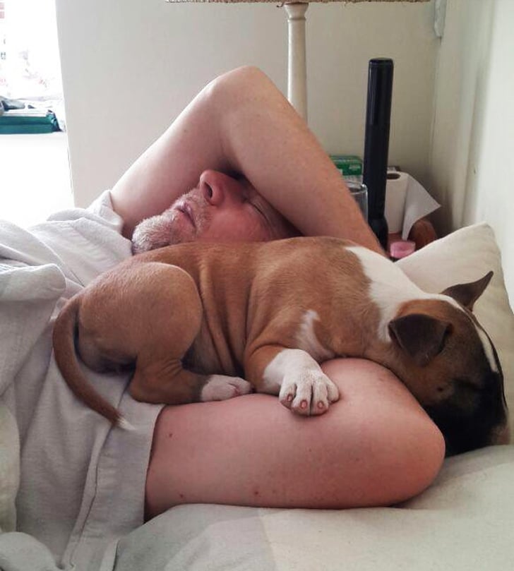 собака спит с хозяином в кровати