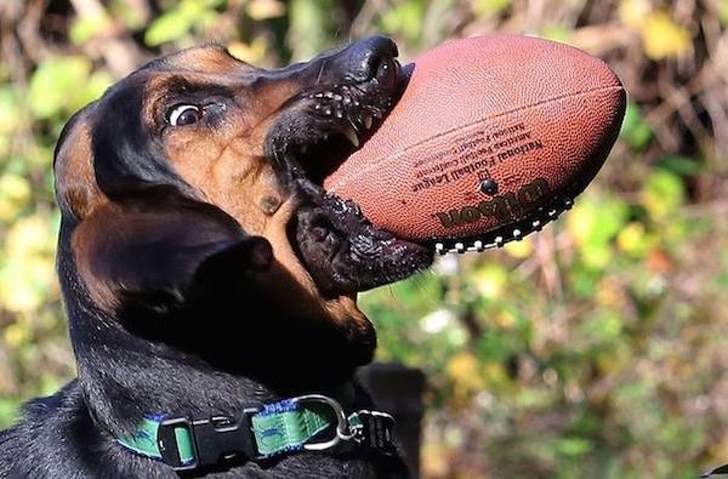собака с мячом во рту