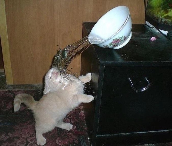 кот обливается водой из миски