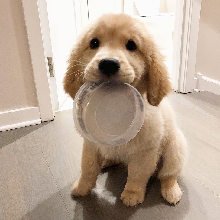 голодный пес