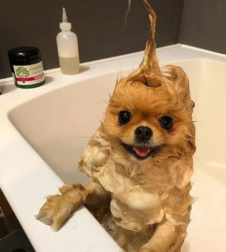 ванна для собаки