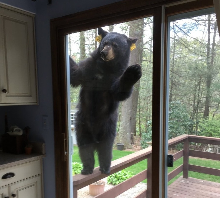 медведь в окне