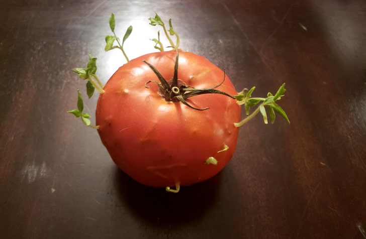 ростки томата