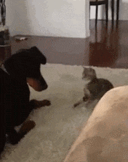 котенок нападает на собаку