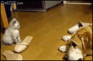 котенок прыгает на собаку