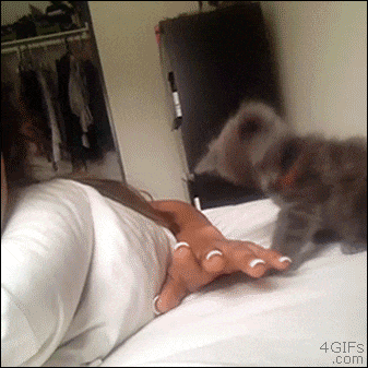 серый котенок атакует руку девушки