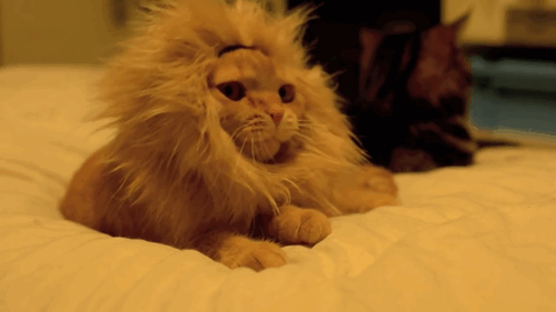 рыжий кот зевает в парике льва
