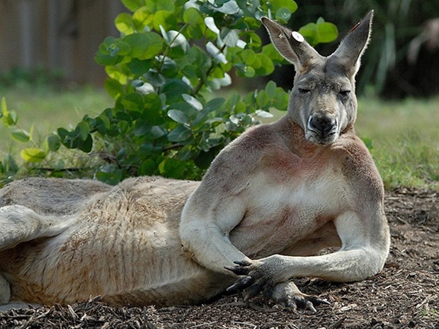 кенгуру лежит на боку